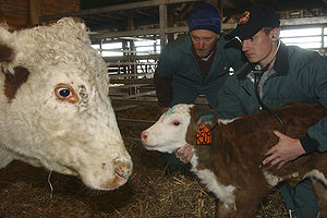 English: A veterinary student at the Virginia-... English: A veterinary student at the Virginia-...