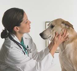 Online Courses for Veterinarian