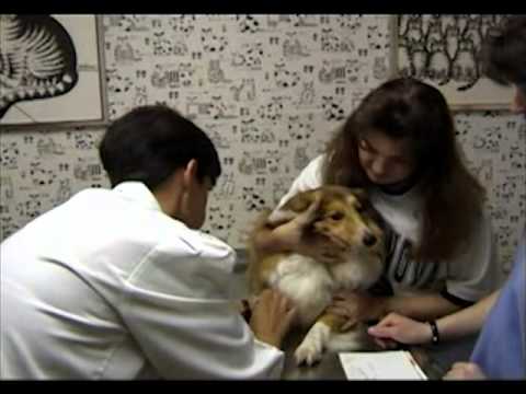 Free Online Courses for Veterinarian
