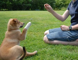 Online Courses for Dog Training
