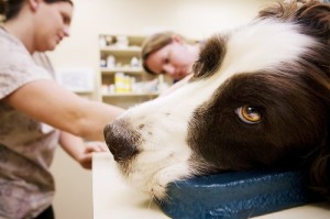 Online Courses for Veterinary