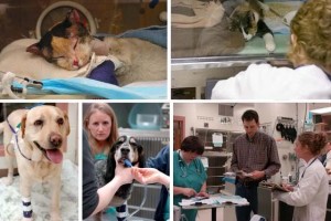 Online Courses for Veterinary Assistance