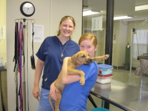 Online Courses for Veterinary Assistant Canada