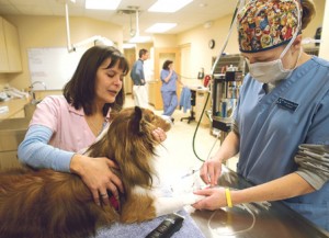 Online Courses for Veterinary Assistants