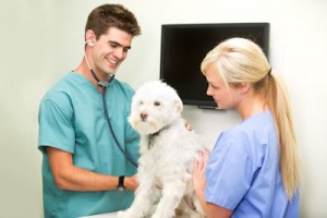Online Courses for Veterinary Technology